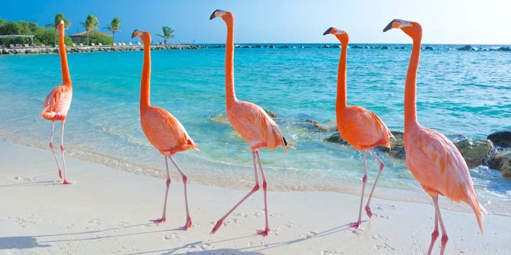 Flamingos